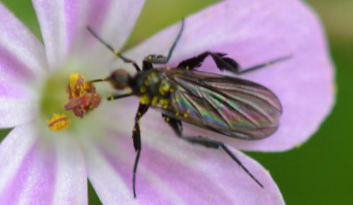 Empis pennipes